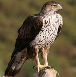 L'aigle de Bonelli
