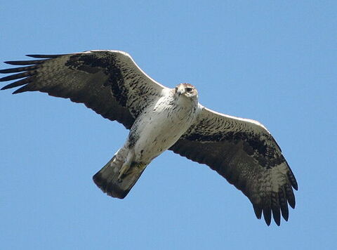 L'aigle de Bonelli en plein vol
