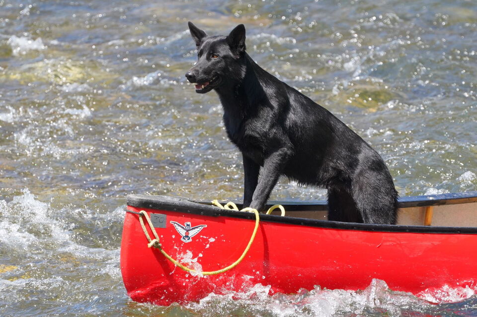 Faire du canoë en Ardèche avec son chien