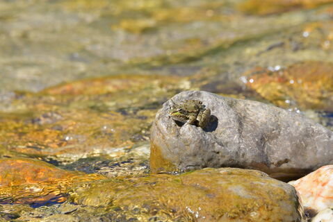 La grenouille verte des gorges de l'Ardèche