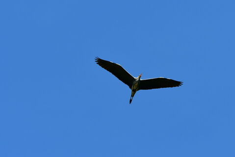 Le héron cendré en vol sur l'Ardèche